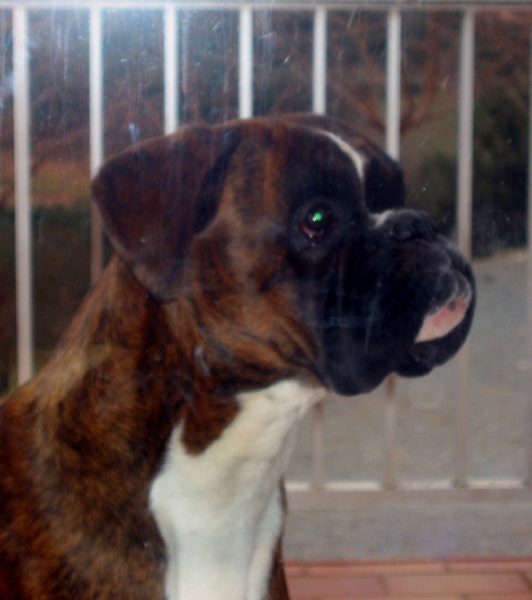 CH. boxerpark Ruko tatase