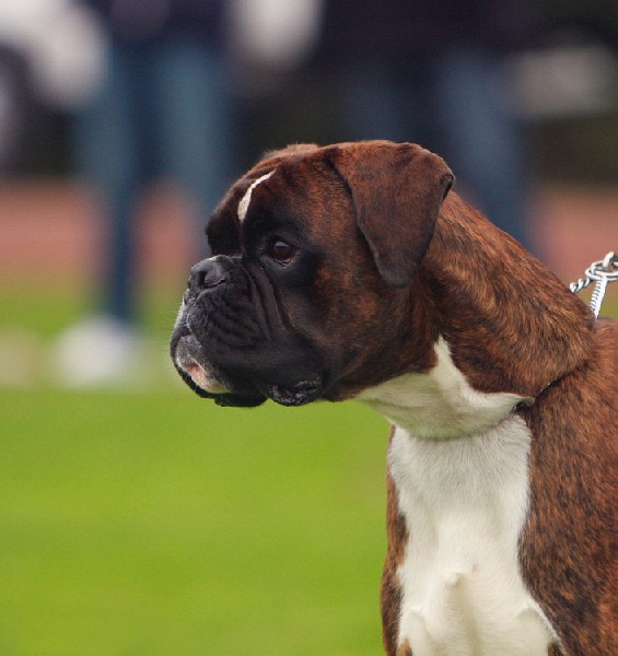 CH. boxerpark Ruko tatase